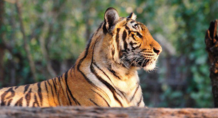 Warum sind Tiger eine vom Aussterben bedrohte Art?