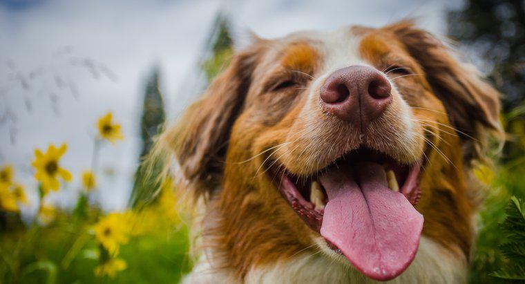 Haustiere 101: Warum heulen Hunde?