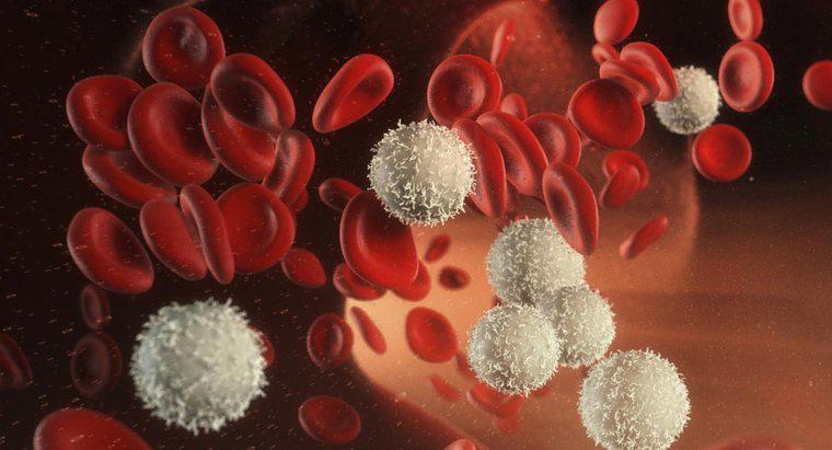 Was verursacht eine niedrige Anzahl weißer Blutkörperchen?