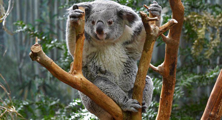 Haben Koalas einen Schwanz?
