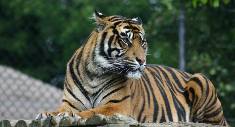 Was ist eine Anpassung des Tigers?