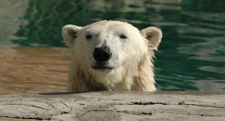 Wie passen sich Eisbären ihrem Lebensraum an?