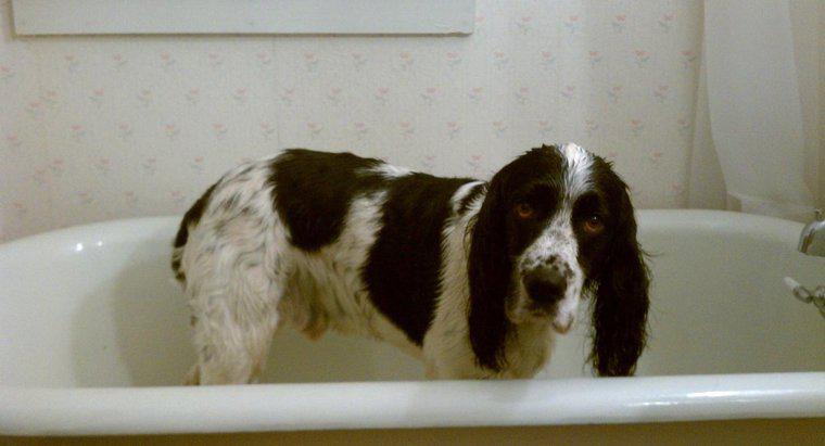 Können Sie Humanshampoo bei Hunden verwenden?