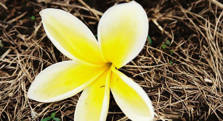 Welche Blume wird verwendet, um eine hawaiianische Lei zu machen?