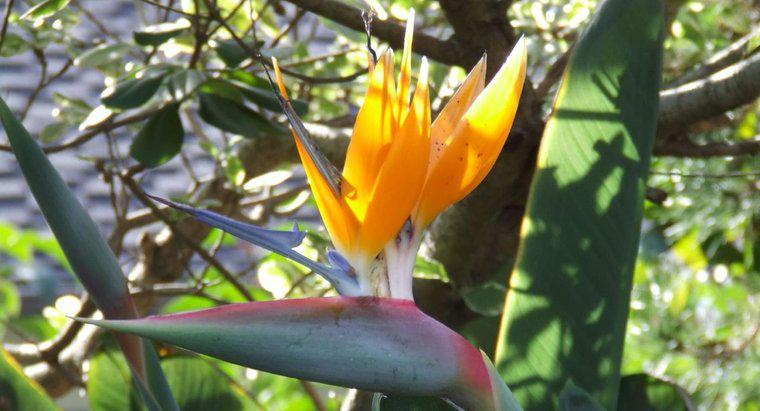 Wie reproduziert sich eine Paradiesvogelblume?