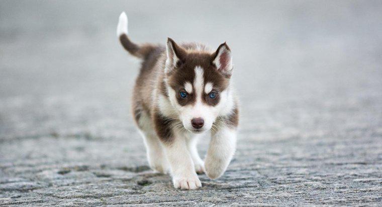 Was sind einige Fakten über Miniatur-Siberian Husky-Welpen?