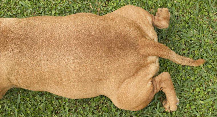 Was bedeutet es, wenn ein Hund seinen Schwanz zwischen den Beinen trägt?