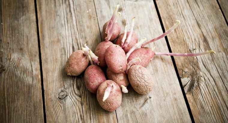 Warum wachsen Kartoffeln Sprossen?