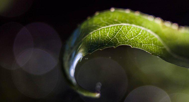Wie lässt Chlorophyll ein Blatt grün aussehen?