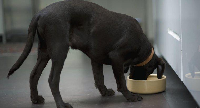Wie viel muss ein Labrador am Tag essen?
