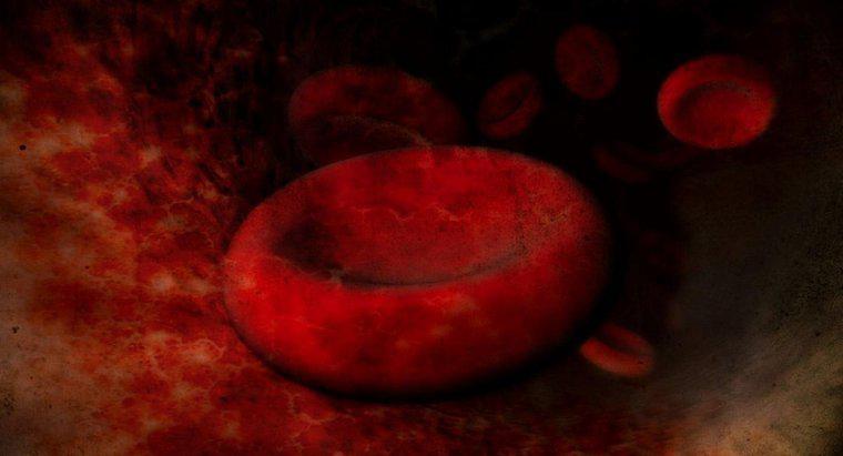 Was ist die Ursache für vergrößerte rote Blutkörperchen?