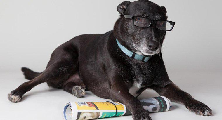 Was sind einige der intelligentesten Hunde?