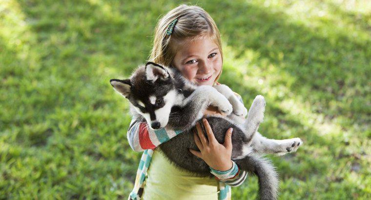 Wie groß sind Alaskan Huskies bei ihrer Geburt?