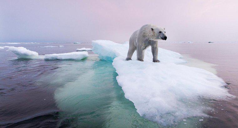 Was wird getan, um die Eisbärenpopulation zu erhalten?