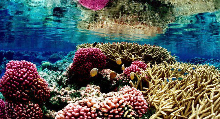 Warum sind Korallenriffe gefährdet?