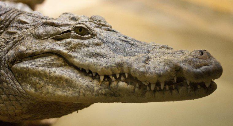 Wie vermehren sich Krokodile?