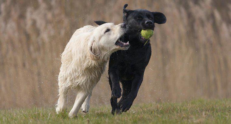 Was ist der Unterschied in einem Labrador vs. ein Golden Retriever?