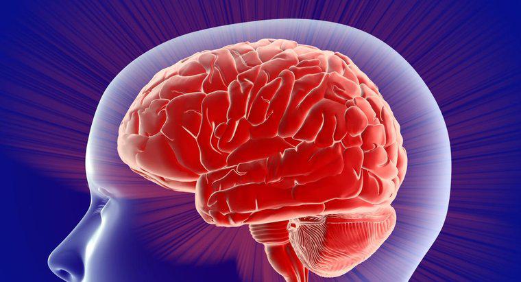 Was steuert die linke Gehirnhälfte?