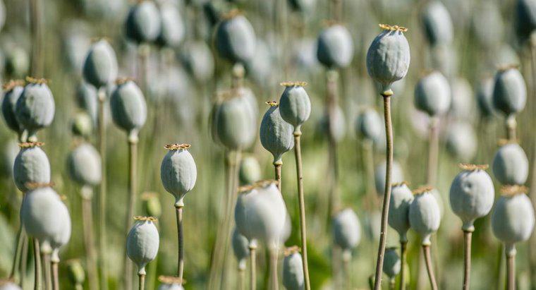 Wer hat den Opiumkrieg zwischen China und Großbritannien gewonnen?