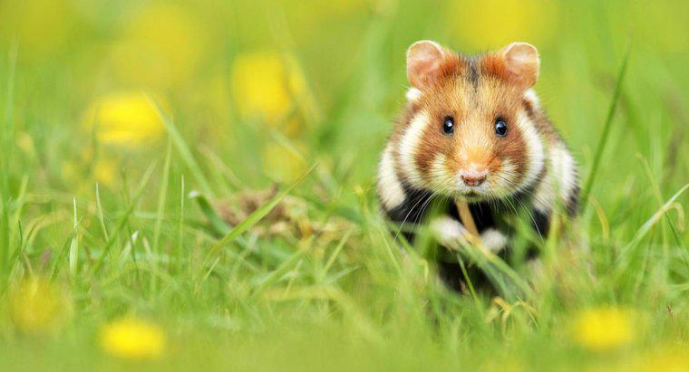 Wo leben Hamster in freier Wildbahn?
