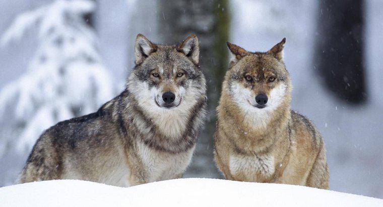 Was ist die ökologische Nische eines Grauen Wolfes?