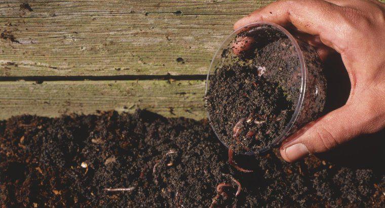 Helfen Pflanzen mit Würmern im Boden schneller zu wachsen?