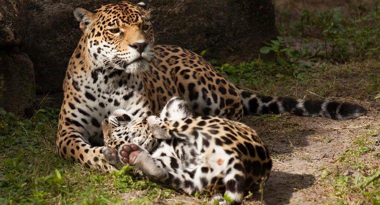 Wie kümmern sich Leoparden um ihre Jungen?