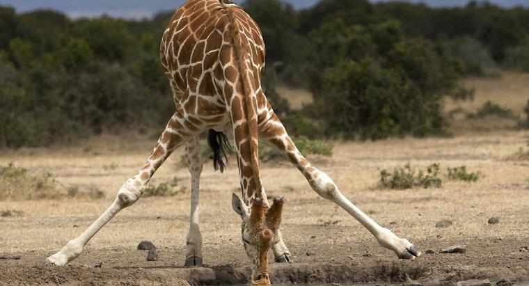 Wie viel wiegt eine Giraffe?