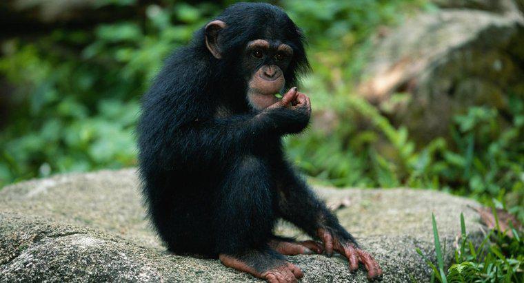 Welche Tiere sind Beute für Affen?