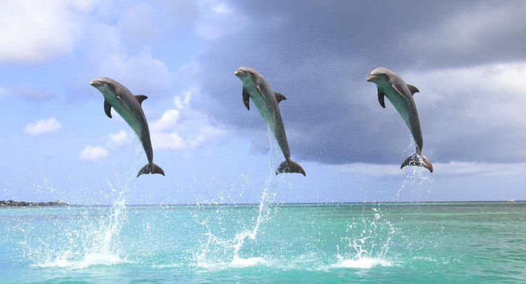 Warum springen Delfine aus dem Wasser?