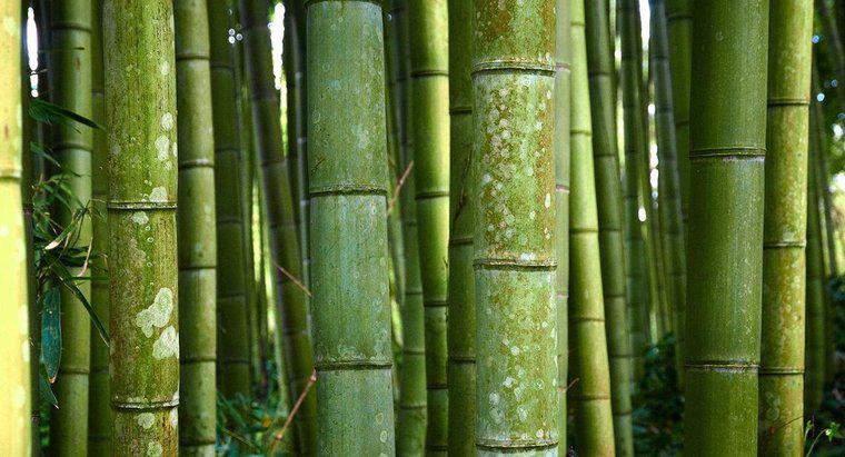 Wie lautet der wissenschaftliche Name für Bambus?