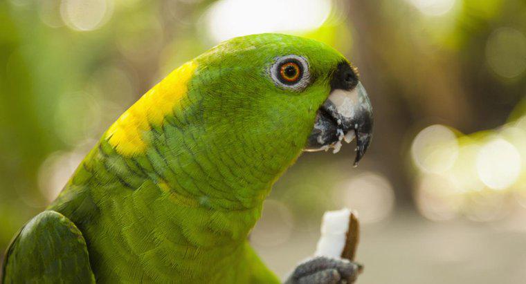 Welche Arten von Lebensmitteln fressen Papageien?