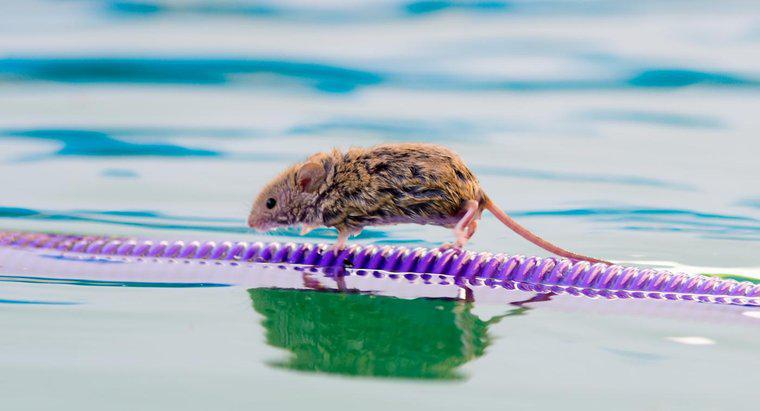 Wie lange kann eine Maus ohne Wasser leben?