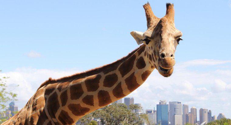 Sind Giraffen eine vom Aussterben bedrohte Art?