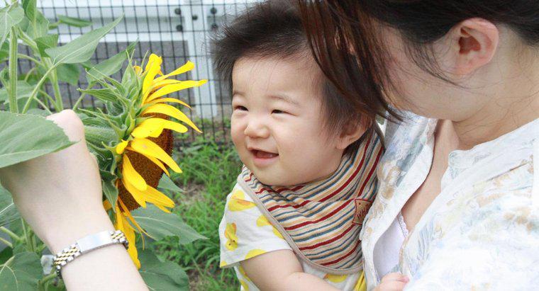 Wie schnell wachsen Sonnenblumenkerne?