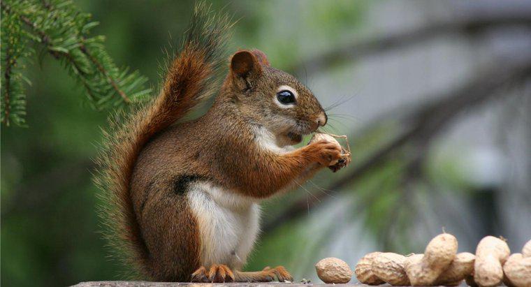 Welche Nüsse fressen Eichhörnchen?