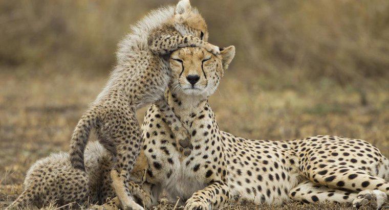 Wie heißt ein weiblicher Gepard?