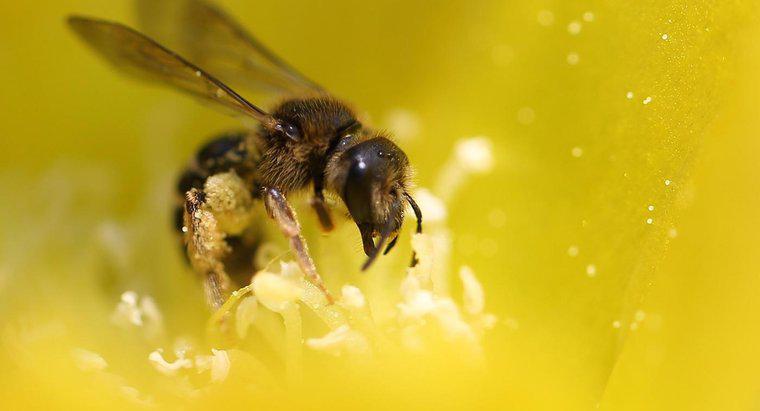 Was fressen Bienen?