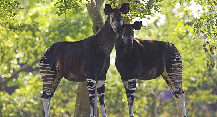 Wo leben Okapis?