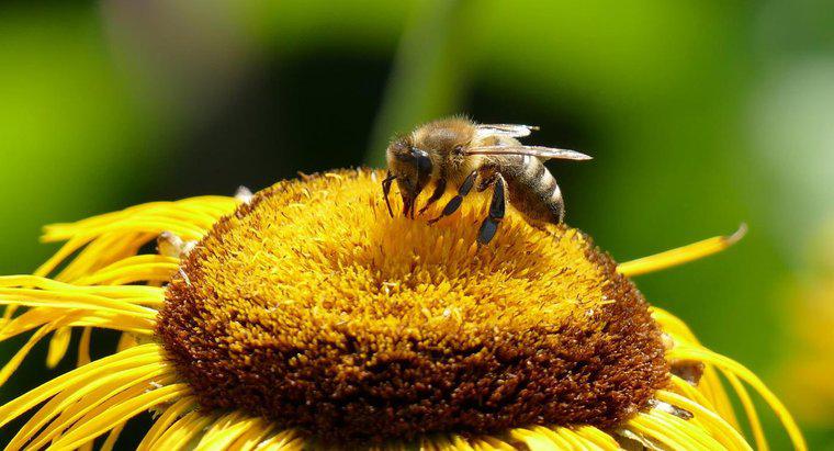 Was sind einige Bienenstich-Reaktionssymptome?
