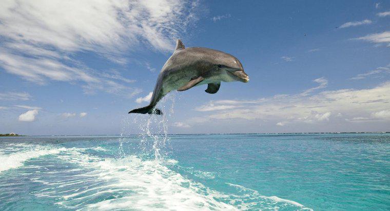 Was sind die Unterschiede zwischen Delfinen und Schweinswalen?