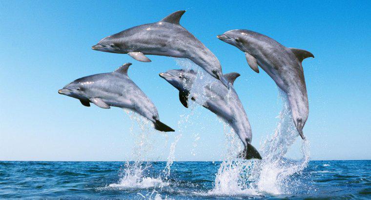 Wie nennt man eine Gruppe von Delfinen?