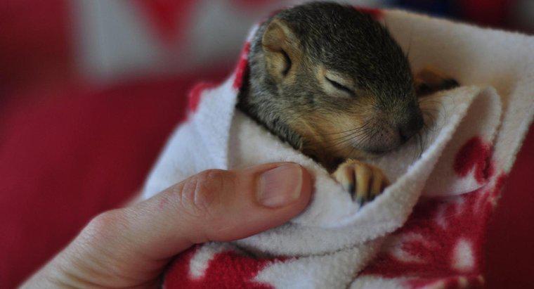 Wie heißt ein Baby-Eichhörnchen?