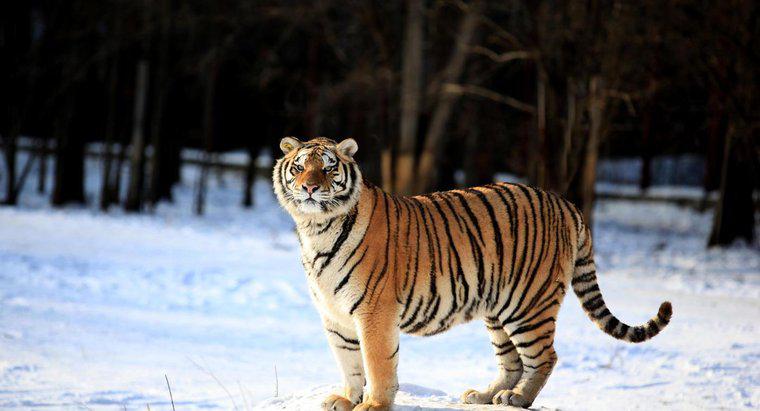 Sind Tiger stärker als Löwen?