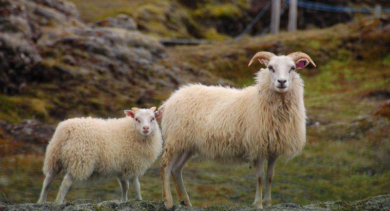 Wie heißt ein männliches Schaf?