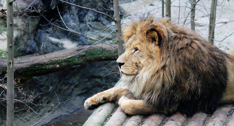 Warum sind Lions gefährdet?