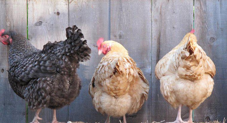 Können Hühner Eier ohne Hahn legen?