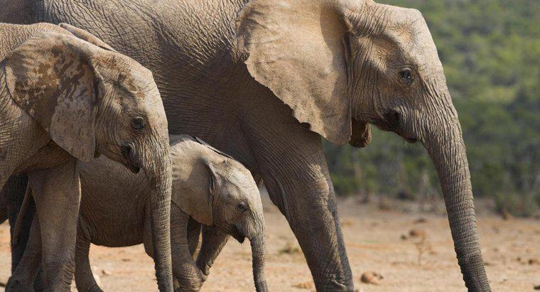 Wie lange ist ein Elefant schwanger?