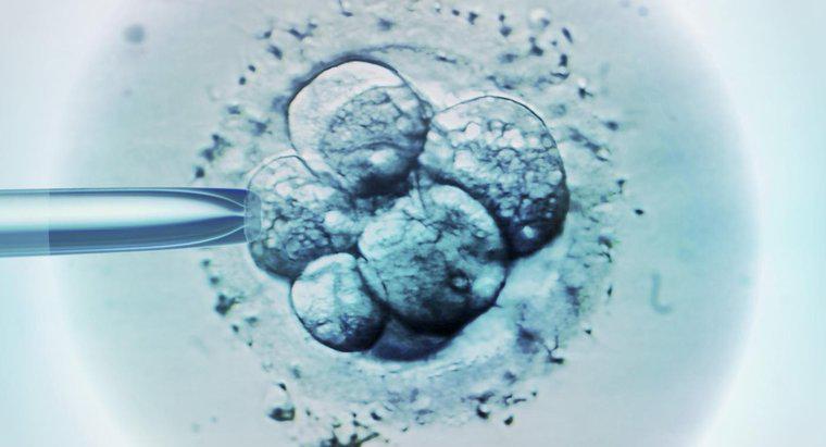 Wie schnell kann ich nach IVF einen Schwangerschaftstest machen?