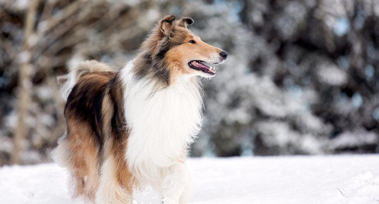Was für ein Hund war Lassie?